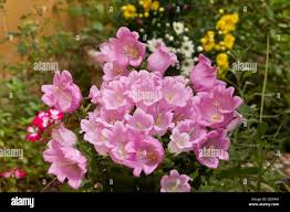 Image result for Campanula formanekiana