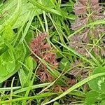 Attēlu rezultāti vaicājumam “Selinum carvifolia fruit”