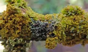 Attēlu rezultāti vaicājumam “Illosporiopsis christiansenii”