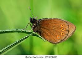 Attēlu rezultāti vaicājumam “Erebia ligea underside”