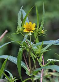 Attēlu rezultāti vaicājumam “Bidens cernua flower”