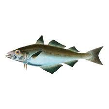 Image result for Salvelinus malma
