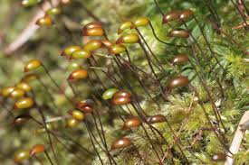 Attēlu rezultāti vaicājumam “Brachytheciastrum velutinum”