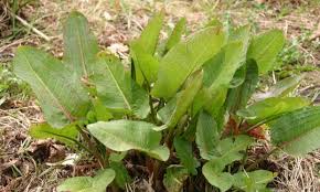Attēlu rezultāti vaicājumam “Rumex aquaticus fruit”