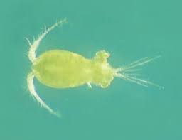 Attēlu rezultāti vaicājumam “Copepoda”