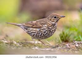 Attēlu rezultāti vaicājumam “Turdus philomelos adult”