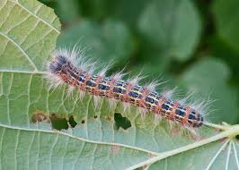 Attēlu rezultāti vaicājumam “Phalera bucephala larva”
