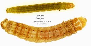 Attēlu rezultāti vaicājumam “Eudemis porphyrana”