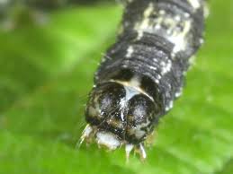 Attēlu rezultāti vaicājumam “Agriopis leucophaearia”