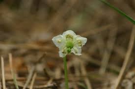 Attēlu rezultāti vaicājumam “Moneses uniflora”