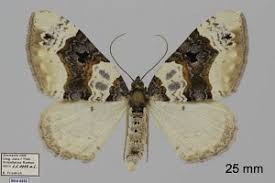 Attēlu rezultāti vaicājumam “Cosmorhoe ocellata”