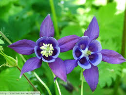 Image result for Aquilegia vulgaris
