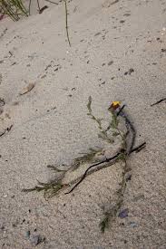 Attēlu rezultāti vaicājumam “Corispermum hyssopifolium”