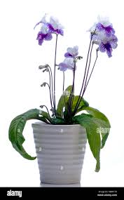 Image result for Streptocarpus
