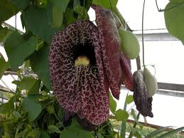 Attēlu rezultāti vaicājumam “Aristolochiaceae”