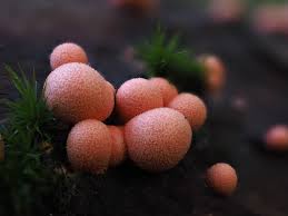 Attēlu rezultāti vaicājumam “Lycogala exiguum aggr.”