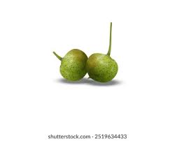 Attēlu rezultāti vaicājumam “Polygonatum verticillatum fruit”