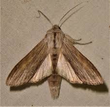 Attēlu rezultāti vaicājumam “Cucullia umbratica”