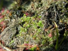 Attēlu rezultāti vaicājumam “Fossombronia foveolata”