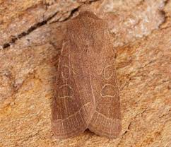 Attēlu rezultāti vaicājumam “Orthosia cerasi”