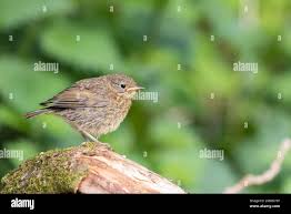 Attēlu rezultāti vaicājumam “Erithacus rubecula juvenile”