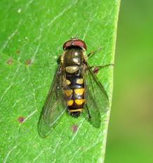 Attēlu rezultāti vaicājumam “Syrphus sp. imago”