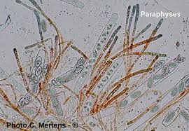 Attēlu rezultāti vaicājumam “Miladina lecithina”