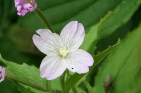 Attēlu rezultāti vaicājumam “Epilobium parviflorum”