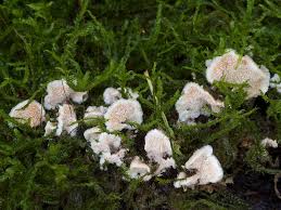 Attēlu rezultāti vaicājumam “Steccherinum bourdotii”