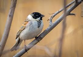Attēlu rezultāti vaicājumam “Emberiza schoeniclus”