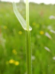 Attēlu rezultāti vaicājumam “Helictotrichon pubescens”