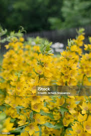 Attēlu rezultāti vaicājumam “Lysimachia punctata flower”
