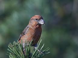 Attēlu rezultāti vaicājumam “Loxia pytyopsittacus male”