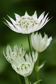 Attēlu rezultāti vaicājumam “Astrantia major flower”