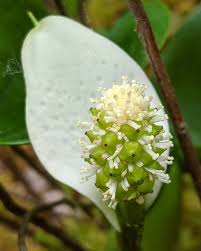 Attēlu rezultāti vaicājumam “Calla palustris leaf”