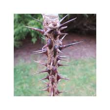 Attēlu rezultāti vaicājumam “Kalopanax septemlobus fruit”