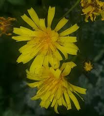 Attēlu rezultāti vaicājumam “Crepis paludosa flower”