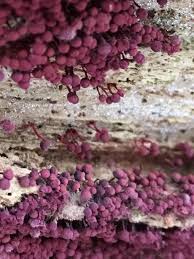 Attēlu rezultāti vaicājumam “Cribraria piriformis”