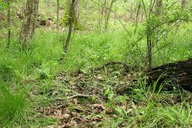 Attēlu rezultāti vaicājumam “Plagiothecium denticulatum”