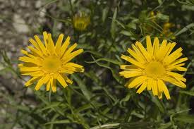 Image result for Buphthalmum salicifolium
