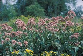 Attēlu rezultāti vaicājumam “Cnidium dubium leaf”