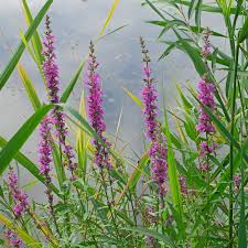 Image result for Blutweiderich