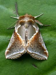 Attēlu rezultāti vaicājumam “Habrosyne pyritoides”