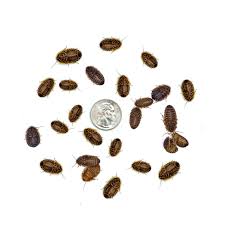 Attēlu rezultāti vaicājumam “Badhamia dubia macro”