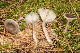 Attēlu rezultāti vaicājumam “Cantharellula umbonata”