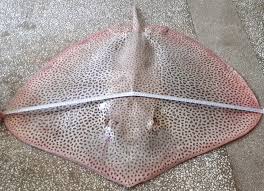 Image result for Himantura uarnak