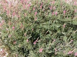 Attēlu rezultāti vaicājumam “Onobrychis arenaria fruit”