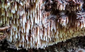 Attēlu rezultāti vaicājumam “Melanospora lagenaria”