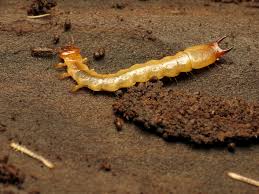 Attēlu rezultāti vaicājumam “Pyrochroidae larva”