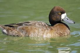 Image result for Aythya affinis